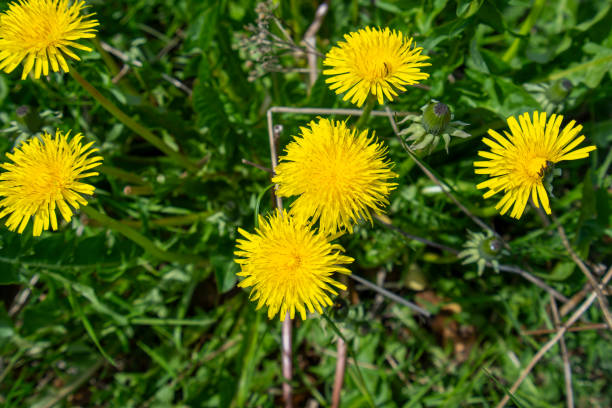 istock Vibrant Yellow Dandelions in Copenhagen, Denmark. 2163038554
