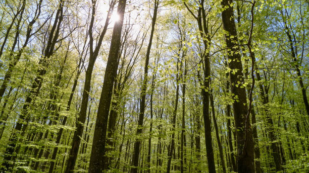 istock Sunlit Pathway in Gisselfeld Klosters Skove, Copenhagen. 2163038589