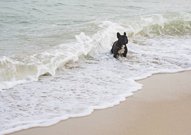 Black dog surfing in sea water