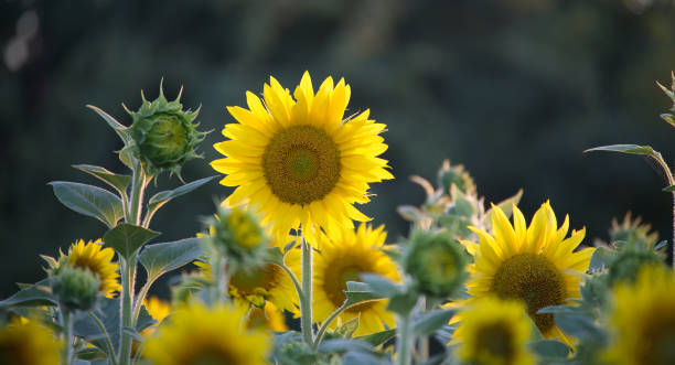 istock Vibrant sunflower field in full bloom under sunlight during summer 2163041506