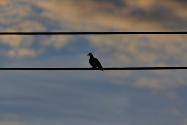 silhouette of a pigeon perched on a power cable, under a twilight sky,  POA,  SAO PAULO,  BRAZIL