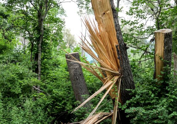 tree trunk split in the middle by lightning flash (dead damaged trees) splintering shards of wood splinters (splinter wooden destruction) forest damage