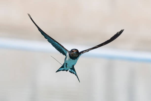 istock Swallow reflected in the water while drinking.  Low flight.  Birds drinking water in flight. 2163044470