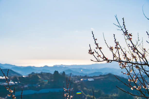 This serene photograph captures delicate plum blossoms in the foreground with a stunning backdrop of a scenic landscape. The soft morning light enhances the beauty of the blossoms, creating a tranquil and picturesque view. The distant hills and shimmering water add depth and a sense of calm to the image.