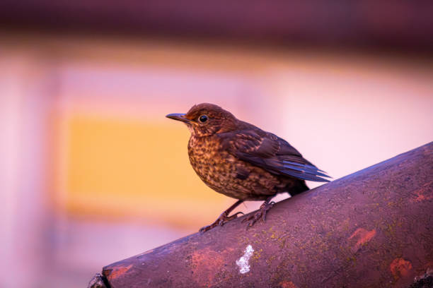 This impressive photo captures a close-up of a blackbird perched on a roof. The fine details of the feathers and the clarity in the bird's eyes make this image particularly fascinating. Ideal for nature and bird enthusiasts, as well as for projects that require an authentic and detailed depiction of wildlife