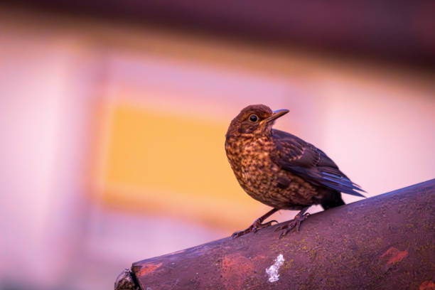 male Blackbird (Turdus merula)
