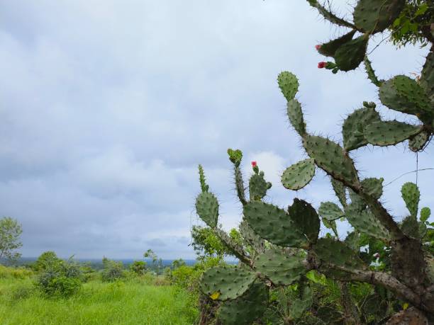 istock Opuntia ficus indica (Prickly pear) 2163046572