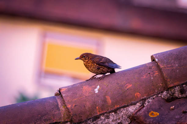 A black starling is perching and basking in the afternoon sun. The chimney is of a chalet and is protected with a metal mesh to avoid the entrance of birds, rodents or other animals that can enter through the chimney into the house.