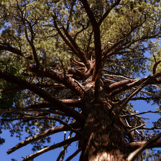 Bottom view of tree branches of pine with long needles against blue summer sky