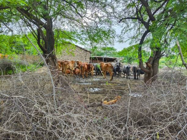 istock Rular India animal 2163047917