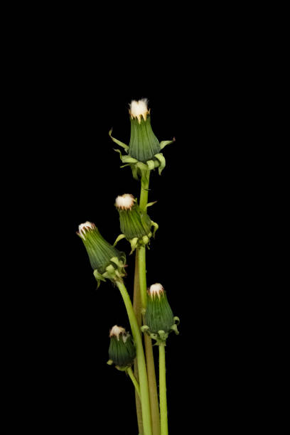 istock Dandelion with seeds against a black background. 2163048064