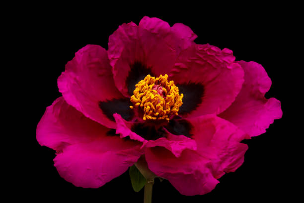 istock Bright red Tree Peony flower on black background. 2163048224