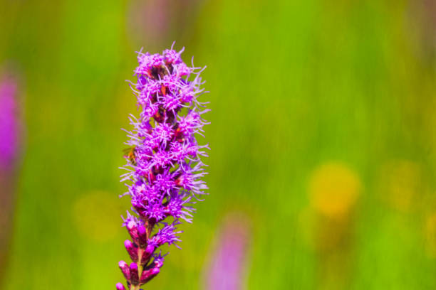 Liatris blazing star gayfeather wildflower up close.
