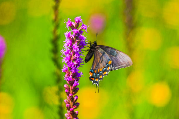 istock Wild blazing star liatris in Doughton Park 2163048383