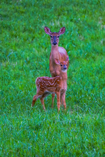 istock Doe and fawn in a field 2163048462