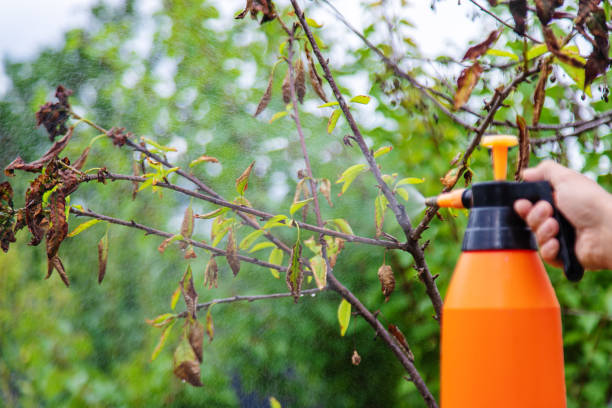 istock A man sprays trees in the garden. Selective focus. 2163049016