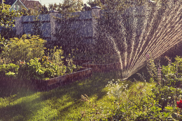 istock Selective focus on a spray irrigation system in the garden on a sunny summer day. Sprinkler system for watering plants. The concept of gardening, growing and caring for plants 2163049438