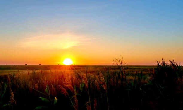 istock grass growing in a field at sunset 2163049561