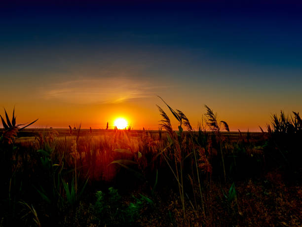 grass growing in a field at sunset