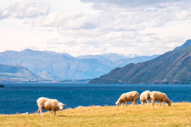 istock Sheep Grazing by the Lakeside with Mountains 2163049831