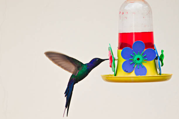 istock hummingbird hovering in mid-air while feeding from a yellow plastic bird nectar feeder. 2163049948