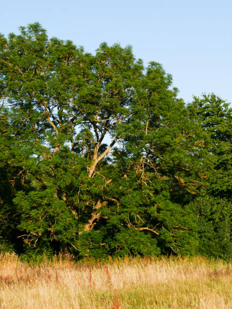 istock Landscape photography- Meadow and tree line. 2163050449