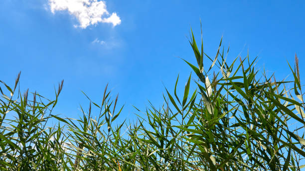 istock green reeds growing in a field on a farm 2163050761