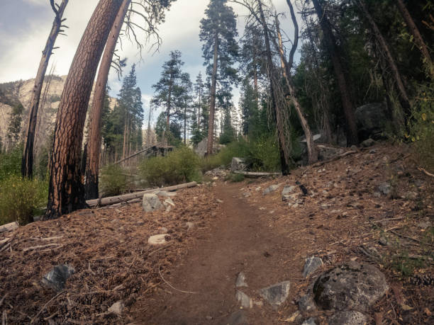 Walk path goes through forest with charred trees,  fallen pine cones and clearing in america national park