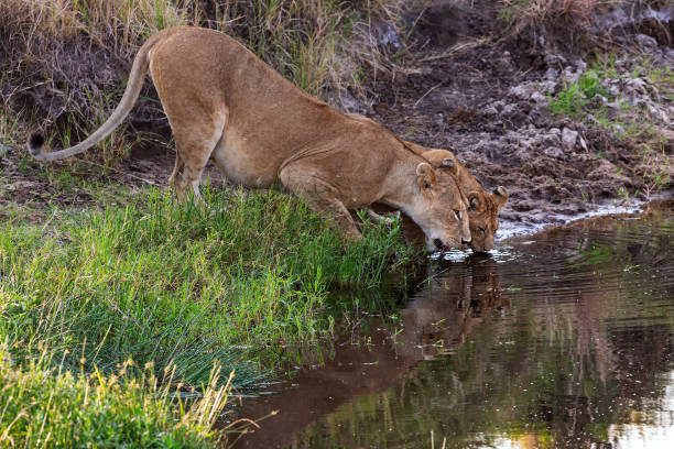 Lioness and her Lion Cub drinking water from waterhole
