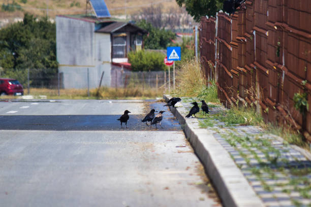 It is extremely hot. The sky is completely clear and the sun is shining brightly. Six intelligent crows sit on the street asphalt, where they are sprinkled by a sprinkler, and cackle. It was as if they are at a political (electoral) meeting