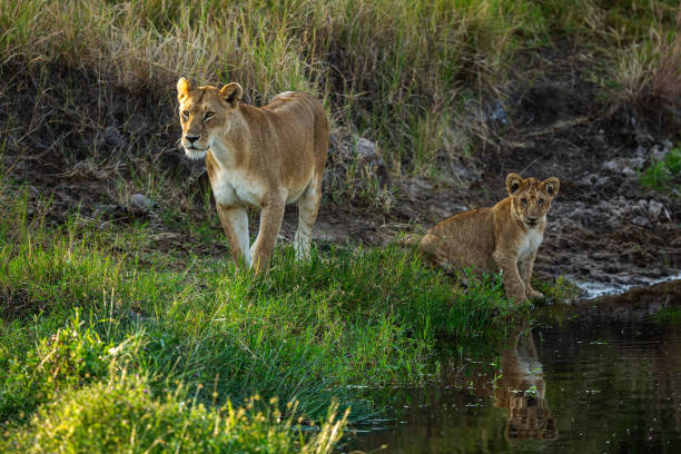 istock Lioness and Her Cub near the waterhole 2163055356