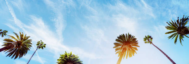 istock A perfect summer day and tall palms 2163056094