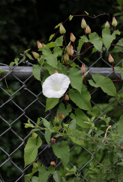 Convolvulaceae family.\nWhite morning glories attach themselves to a chainlink fence.\nPlant Hardiness Zone 8A.