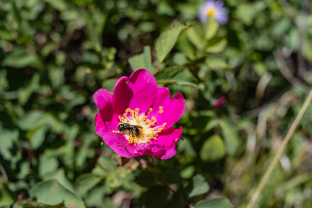 Wild rose blooming in Colorado near Crested Butte