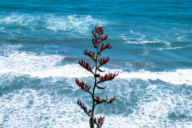 A striking image of vibrant red flowers standing tall against the backdrop of the ocean waves crashing onto the shore, under a clear blue sky.