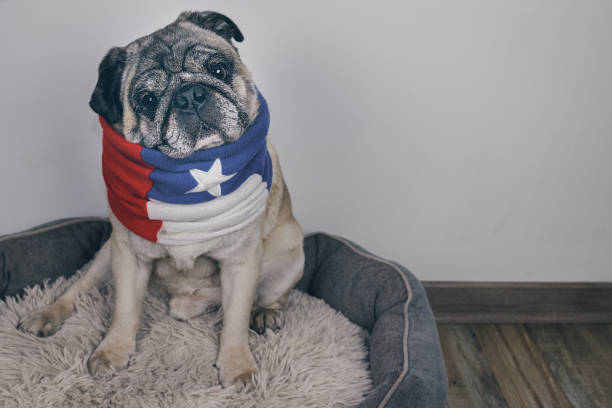 istock Pug Sitting in Bed with Chile Flag Scarf 2163058571