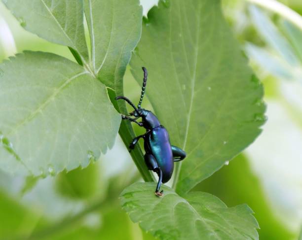 istock Close-up of a shiny green beetle on a green leaf in a natural setting 2163058621