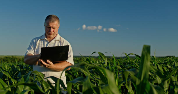 istock Farmer using a laptop, standing amid tall green corn in the distance 2163059685