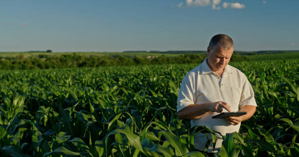 istock Farmer using a tablet, standing in the distance among green corn 2163060343