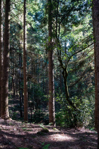 istock Trees in a mixed forest, central Madeira, Portugal 2163060344