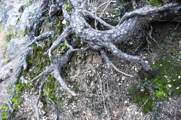 Pinus Halepensis roots with moss in the mountain in Spain
