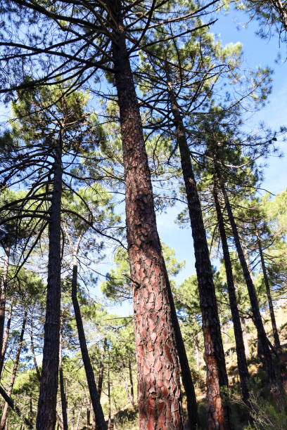 Pinus Nigra forest in the natural park of Sierra de Cazorla y Segura
