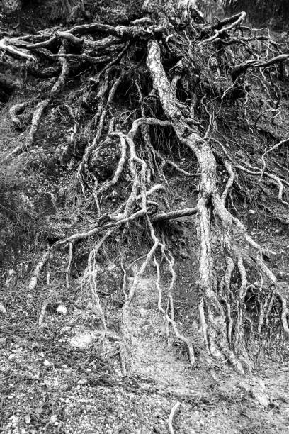 Pinus Nigra roots in the natural park of Sierra de Cazorla y Segura