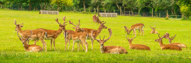 istock The New Forest Hampshire England Uk wild deer panoramic view 2163064096
