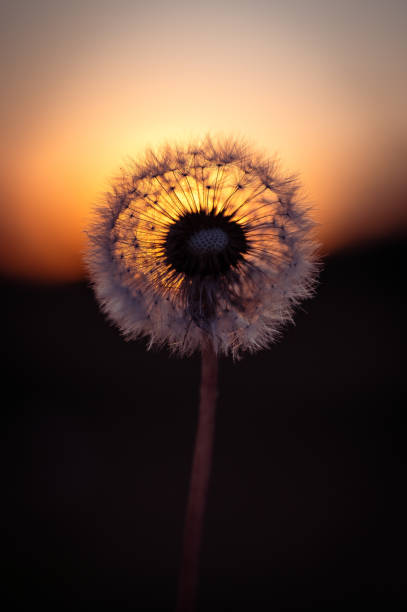 istock dandelion in the process of becoming a puffball 2 2163064242