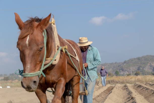 istock Connection with nature: Mexican peasant farmer and his horse working on amaranth 2163065508