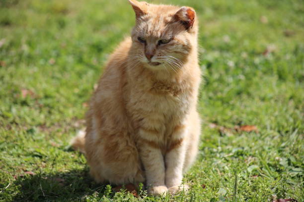 istock Stray cat I saw in the park 2163066401