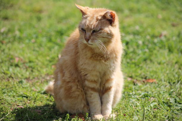 istock Stray cat I saw in the park 2163066404