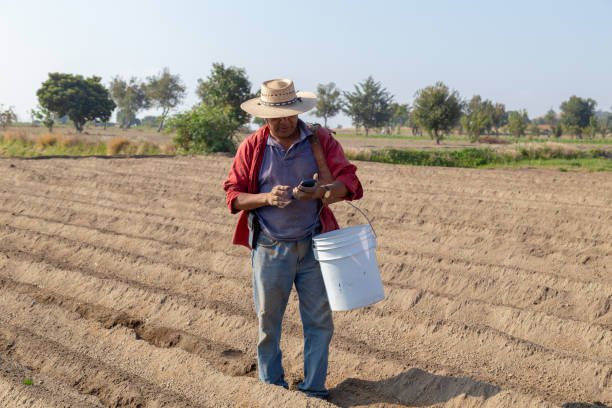 istock Balancing Tradition and Digital: Multitasking Farmer Checking Social Media in the Crop Field 2163066429