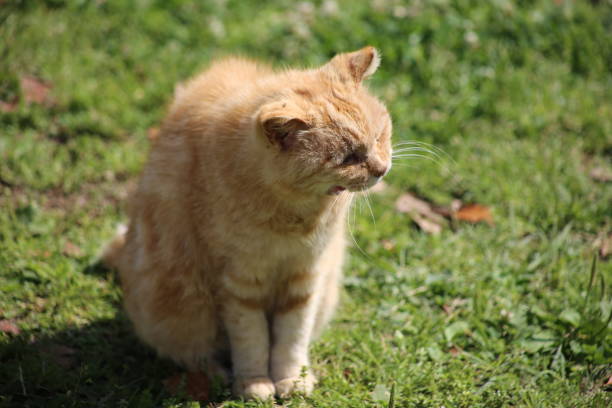 istock Stray cat I saw in the park 2163066436